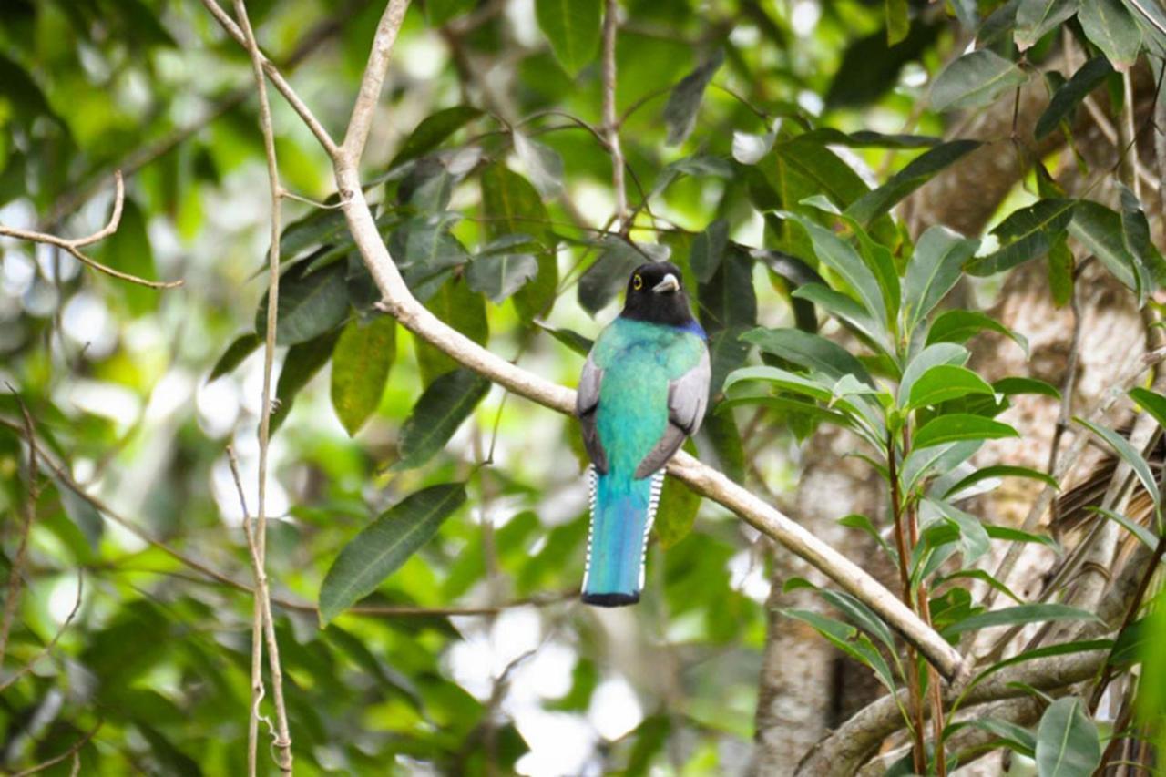 Jolie Jungle Eco Hotel (Adults Only) Leona Vicario Buitenkant foto