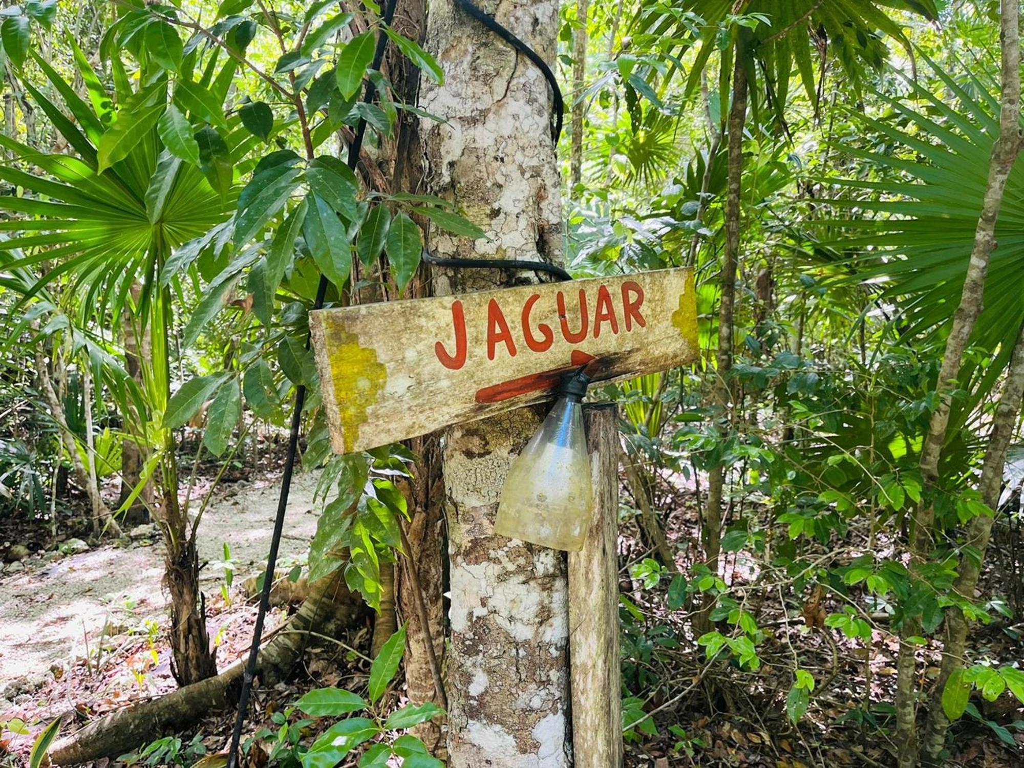Jolie Jungle Eco Hotel (Adults Only) Leona Vicario Kamer foto